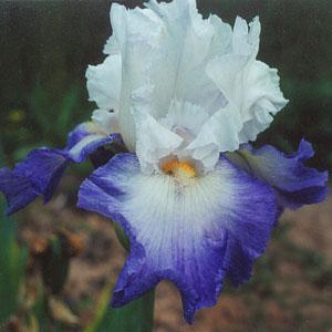 Ализе