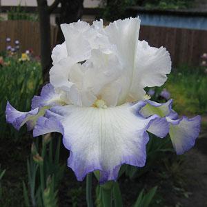 Дрим Айланд
