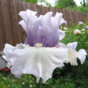 Фогбаунд
