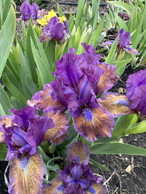 Глаза Чайного Цвета