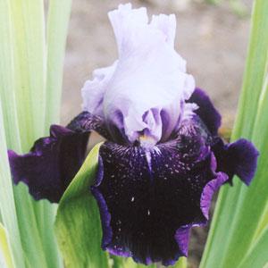 Хай Класс