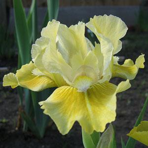 Ай Фоллоу Зе Сан