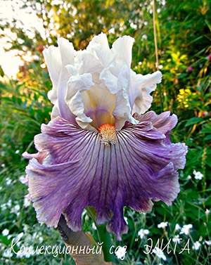 Джуси Рамоурс