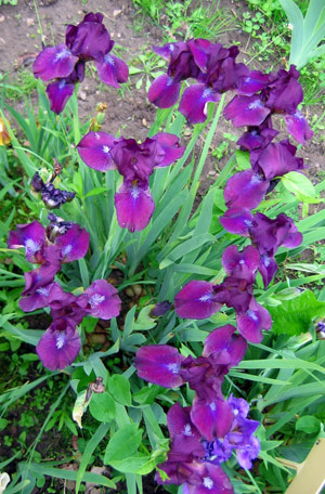 Лунная Дорожка
