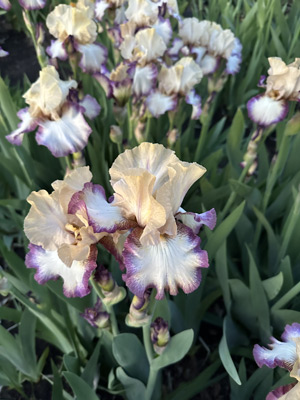 Парнассиус