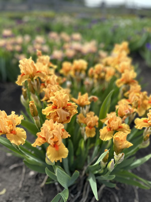 Поляна Лисичек