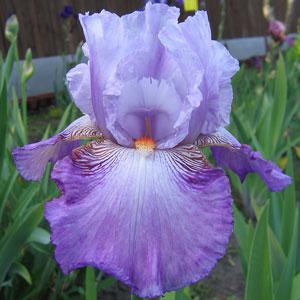 Рейнбоу Форчун