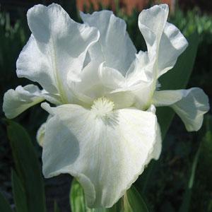 Табула  Раса