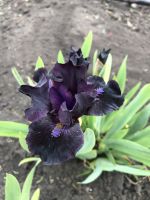 Черная Балаклава